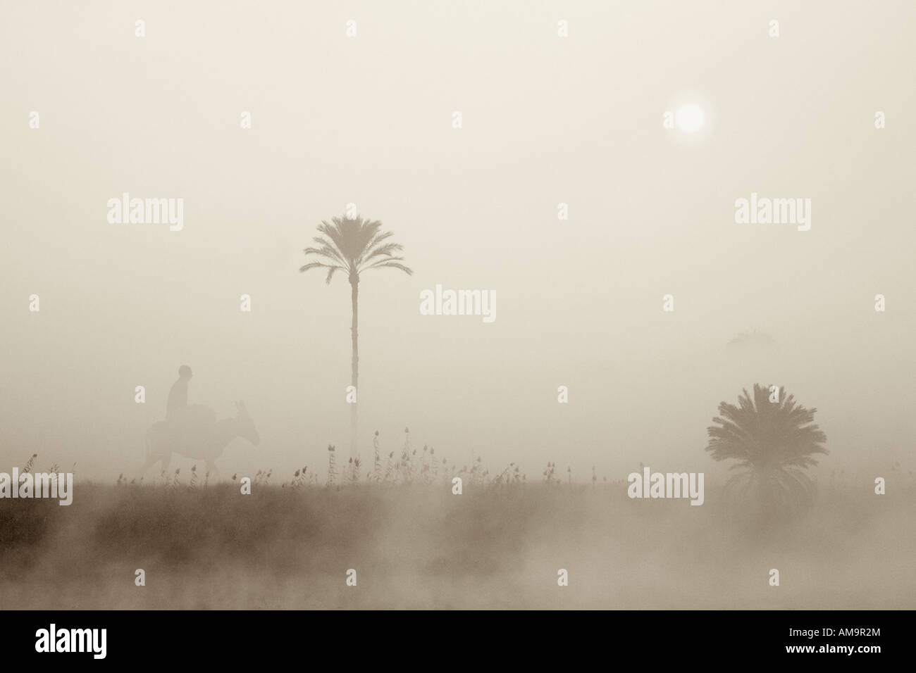 Uomo asino di equitazione lungo un palmo rivestito canal bank in early morning mist, Medio Egitto Africa Foto Stock