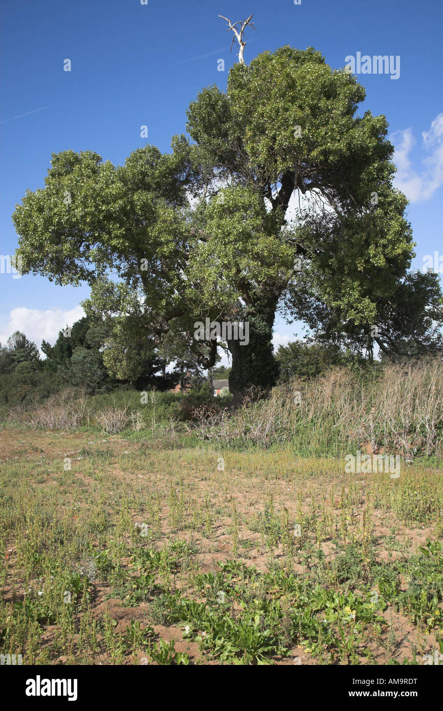 Nativo di inglese nero pioppo Populus nigra, Butley, Suffolk, Inghilterra Foto Stock