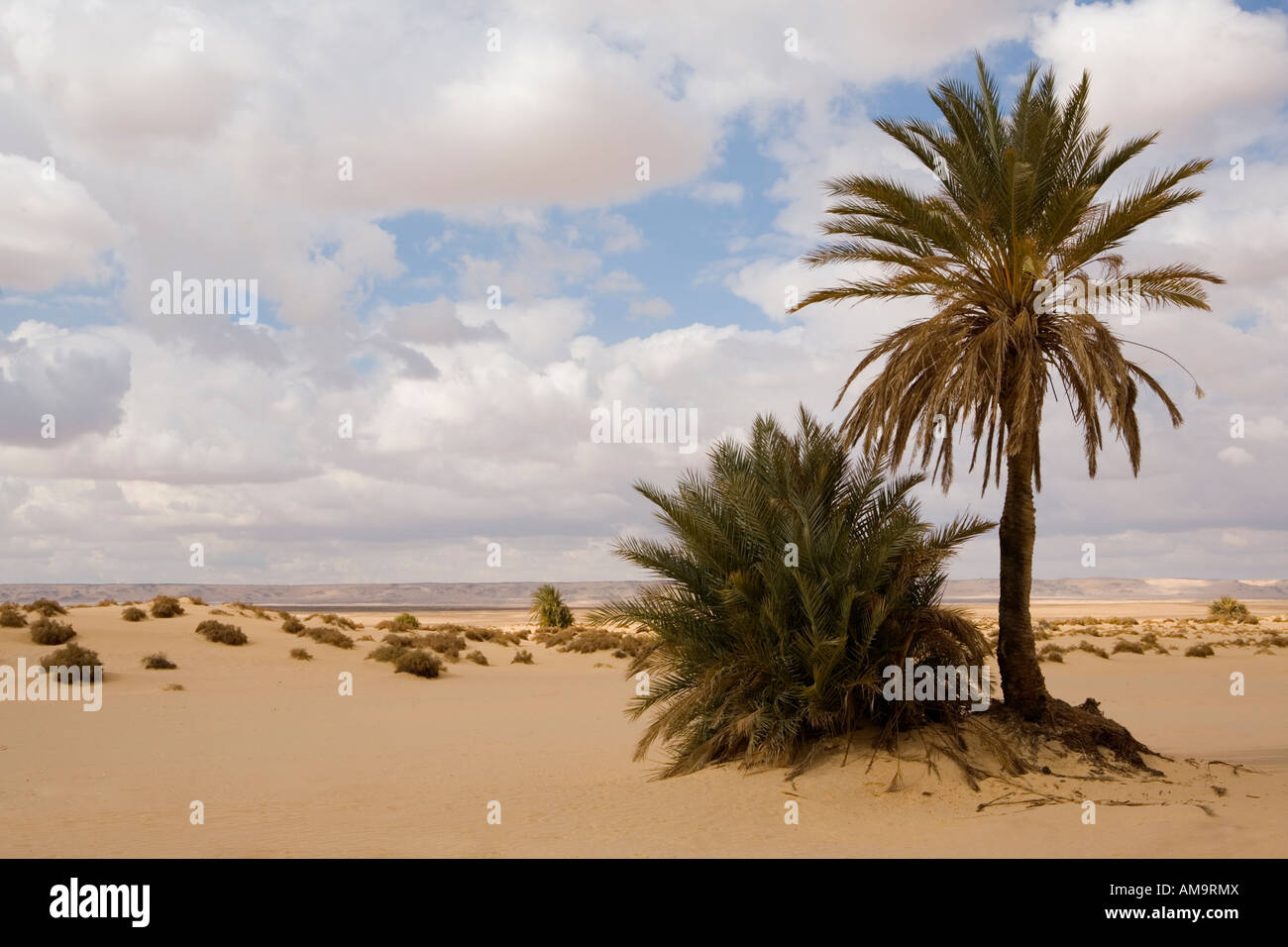 Palms at Ain Della, last waterhole prima del grande mare di sabbia nel deserto occidentale d'Egitto. Il Nord Africa Foto Stock
