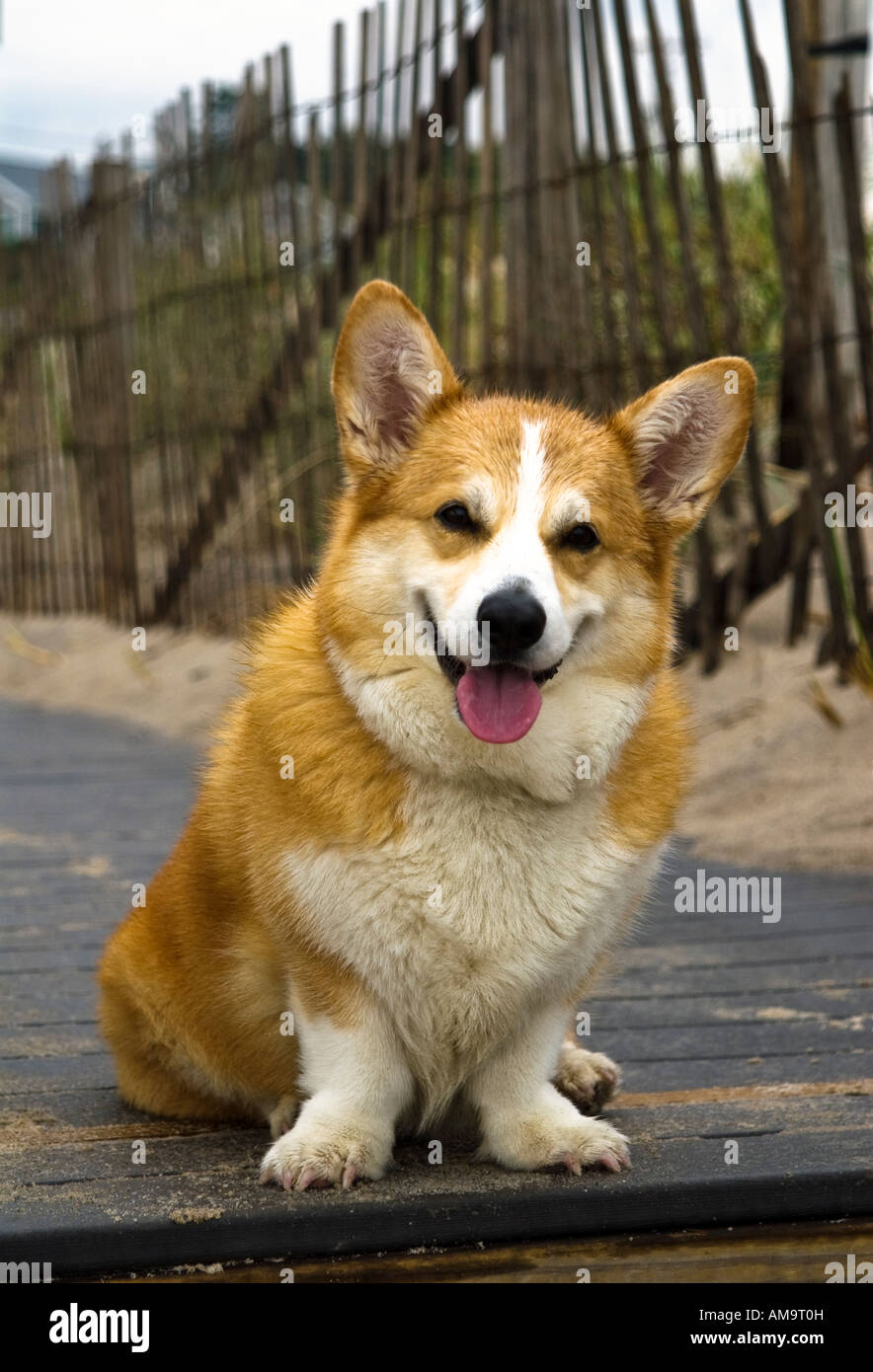 Stanco Pembroke corgy riposa dopo una corsa in spiaggia Foto Stock