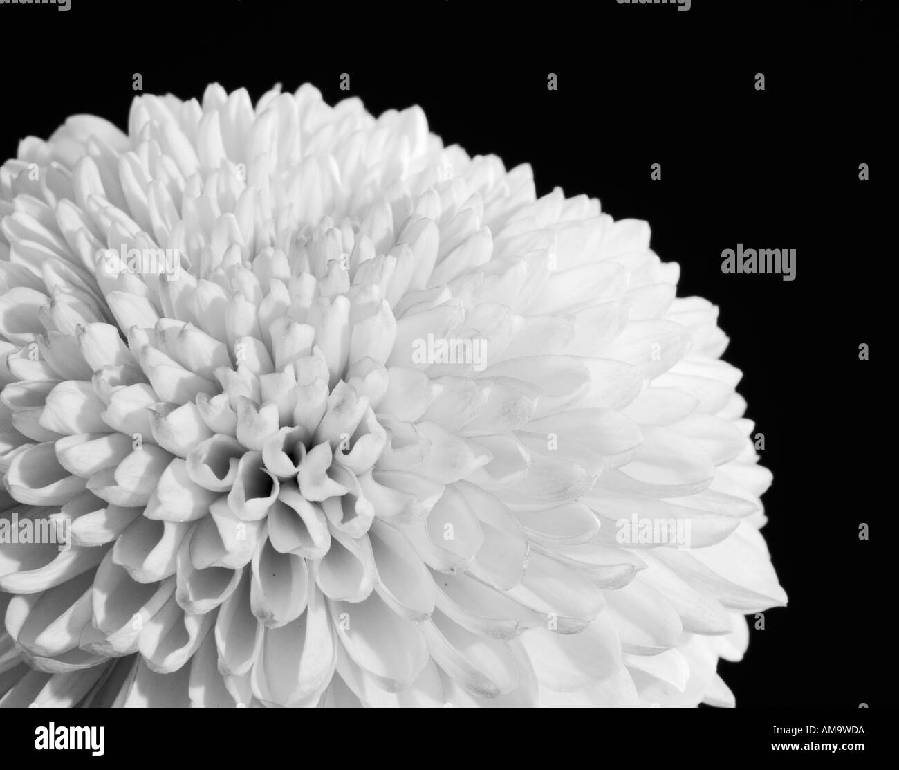 Studio di fiore Foto Stock