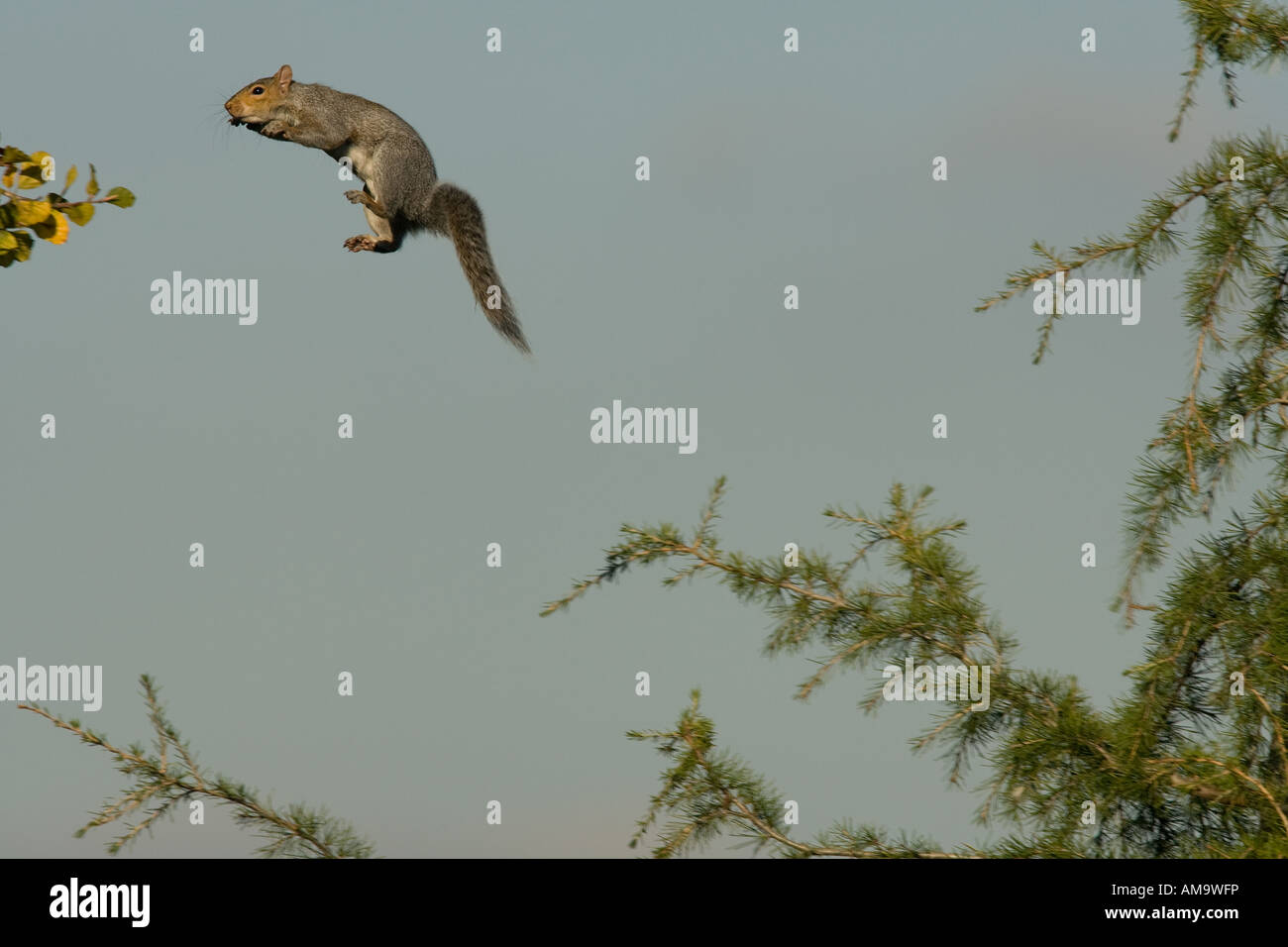 Uno scoiattolo salta metà aria tra gli alberi per ottenere i dadi su un altro albero Foto Stock