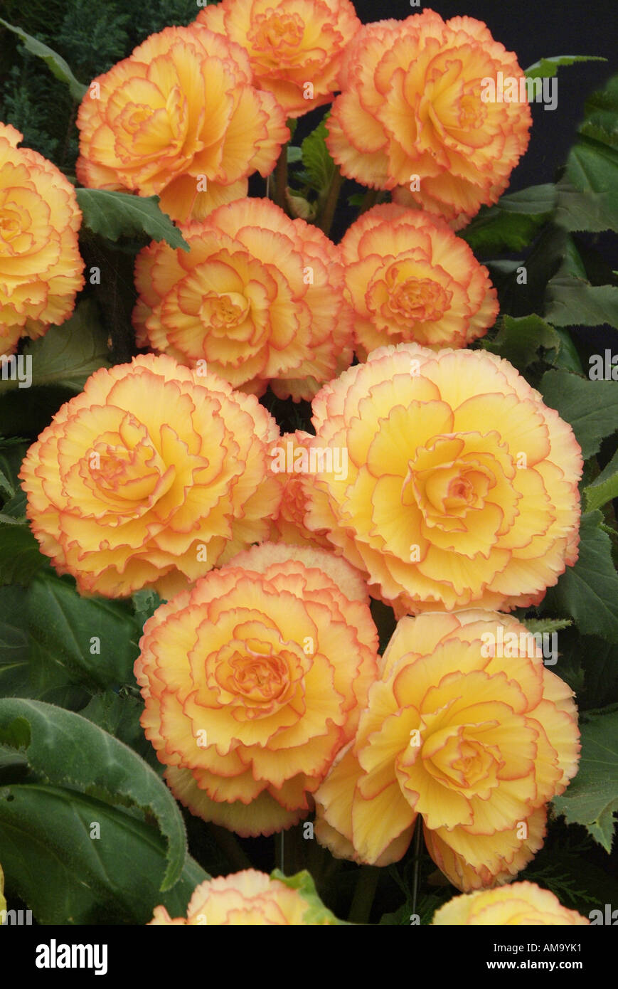 Begonia tuberosa immagini e fotografie stock ad alta risoluzione - Alamy