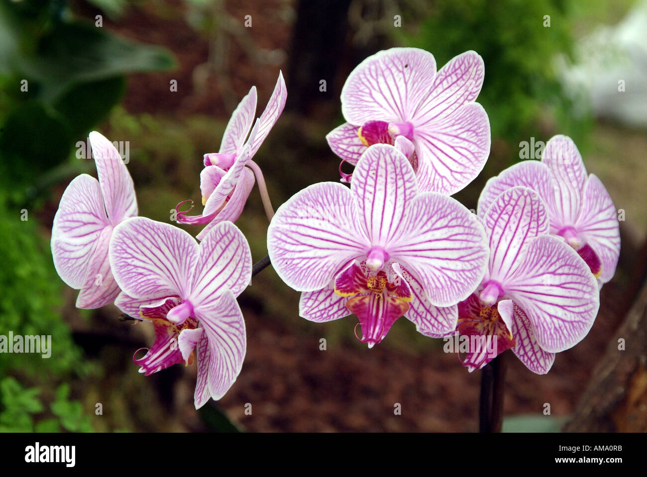 Orchid phalaenopsis malibu bistro terrestre epiphytic hothouse fiore tropicale di piante floreali esotiche est orientale giungla a spruzzo Foto Stock