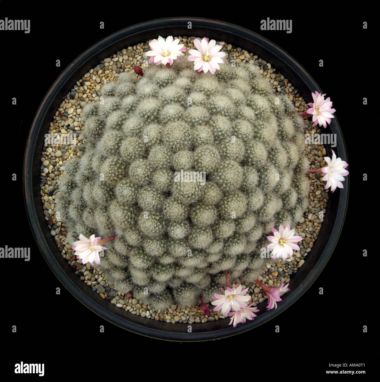 Mammillaria plumose cactus cactus specie vegetali fiore dorso bianco flora coltivata in serra sollevato coltivate piante in terracotta pot Foto Stock