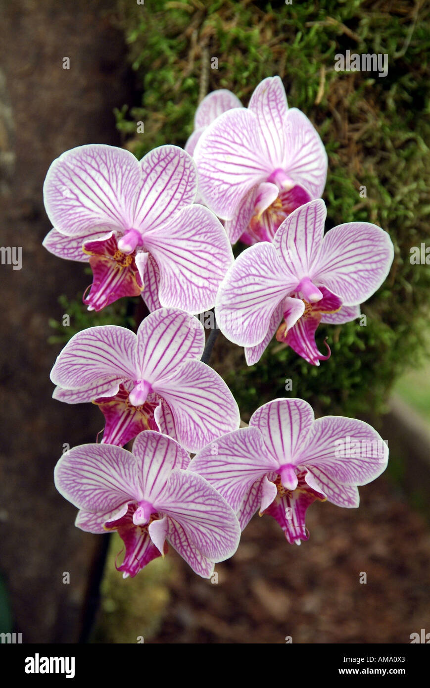 Orchid phalaenopsis malibu bistro terrestre epiphytic hothouse fiore tropicale di piante floreali esotiche est orientale giungla a spruzzo Foto Stock