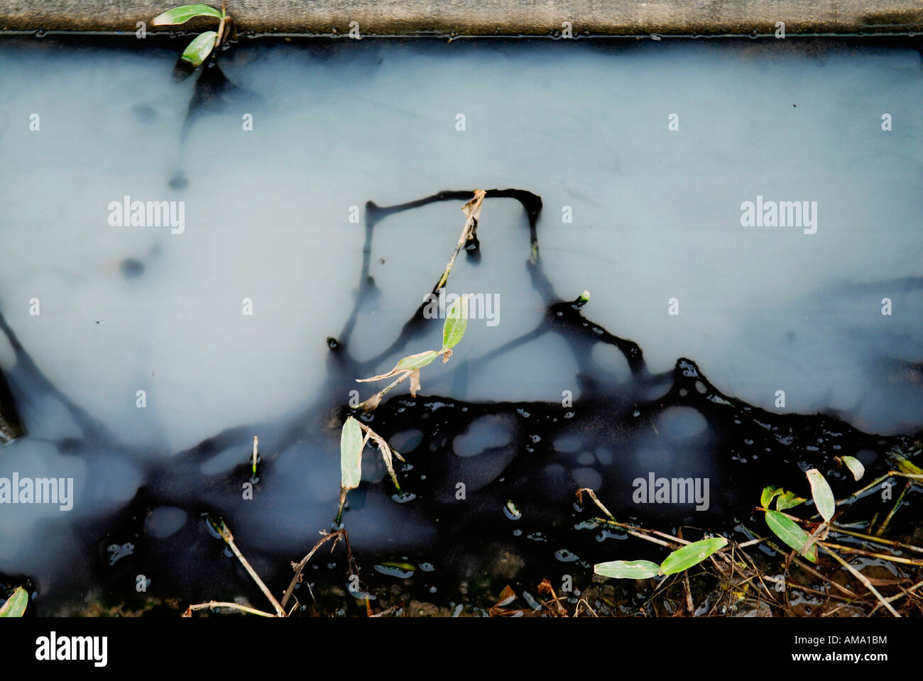 Le erbe infestanti in un fosso Foto Stock