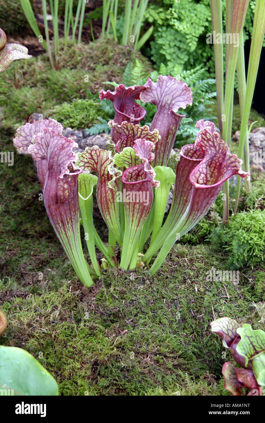 Sarracenia purpurea pianta brocca nord americaTropical insetto fiore insettivori mangiare mangiare esotico carnivore carnivore Foto Stock