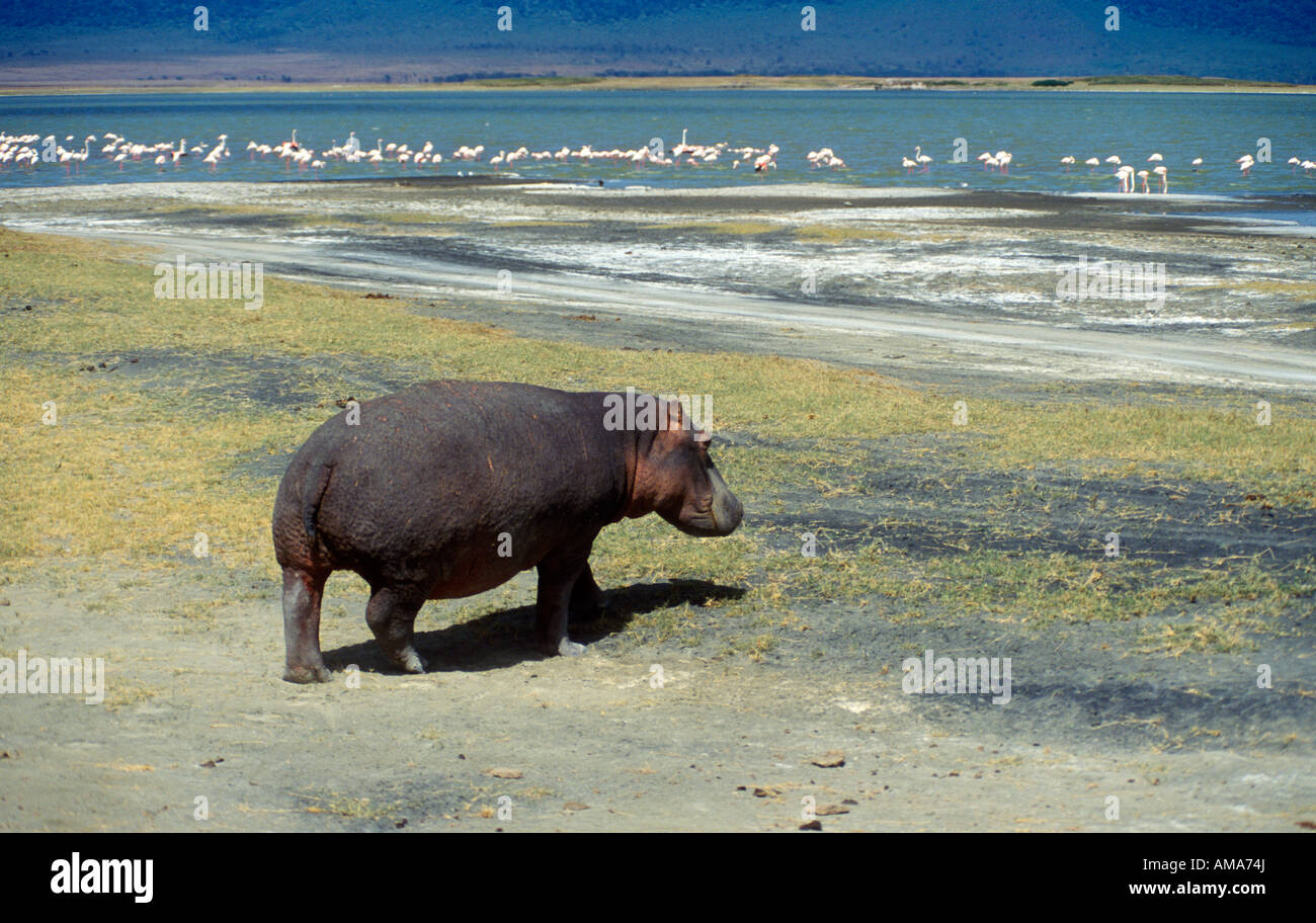Ippopotamo (Hippopotamus amphibius) a Ngorongoro Conservation Area in Tanzania in Africa Foto Stock