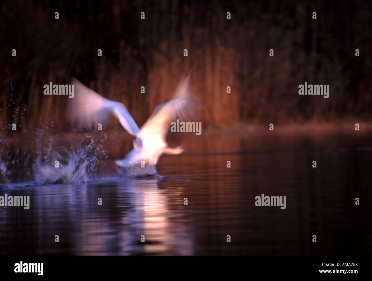 Cigno, Cygnus olor, volare in motion blur al di sopra della superficie dell'acqua nel lago Vansjø, Østfold, Norvegia. Foto Stock