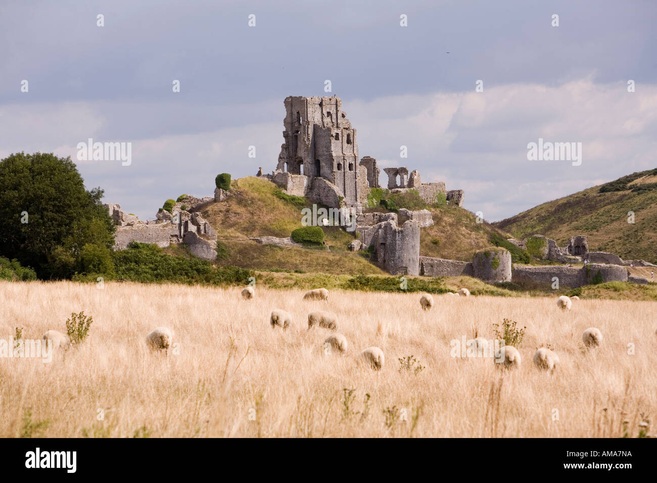 Dorset Regno Unito Corfe Castle attraverso il pascolo ovino nel campo Foto Stock