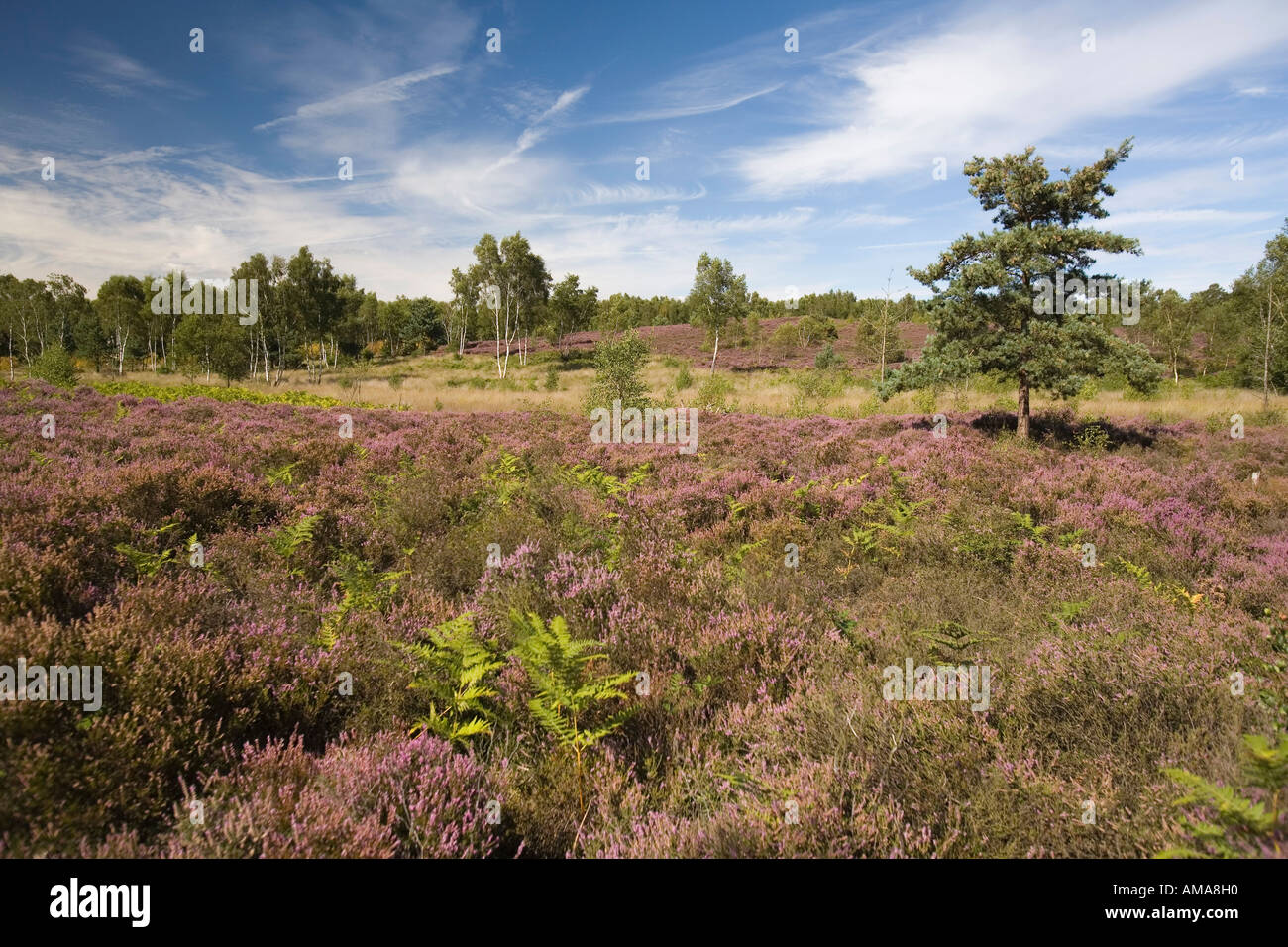 West Sussex South Downs comune Iping Foto Stock