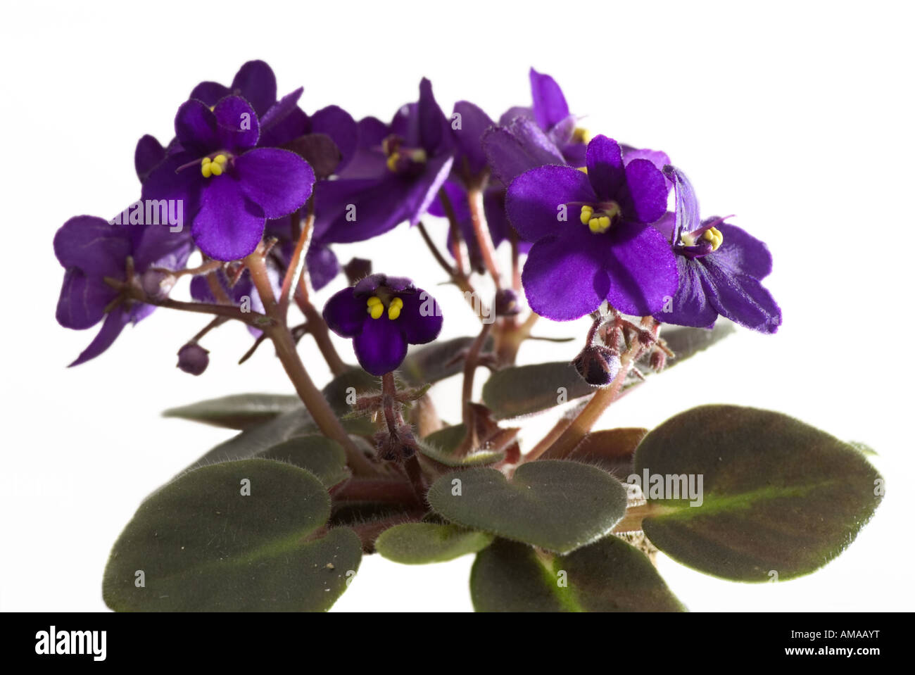 African Violet Saintpaulia hybrida Foto Stock