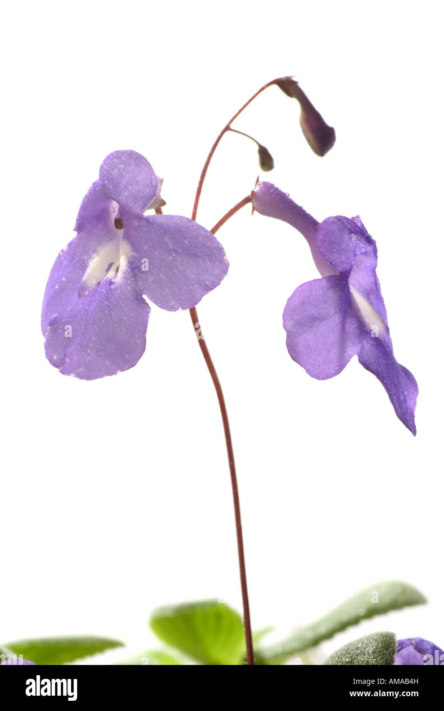 Streptocarpus saxorum Foto Stock