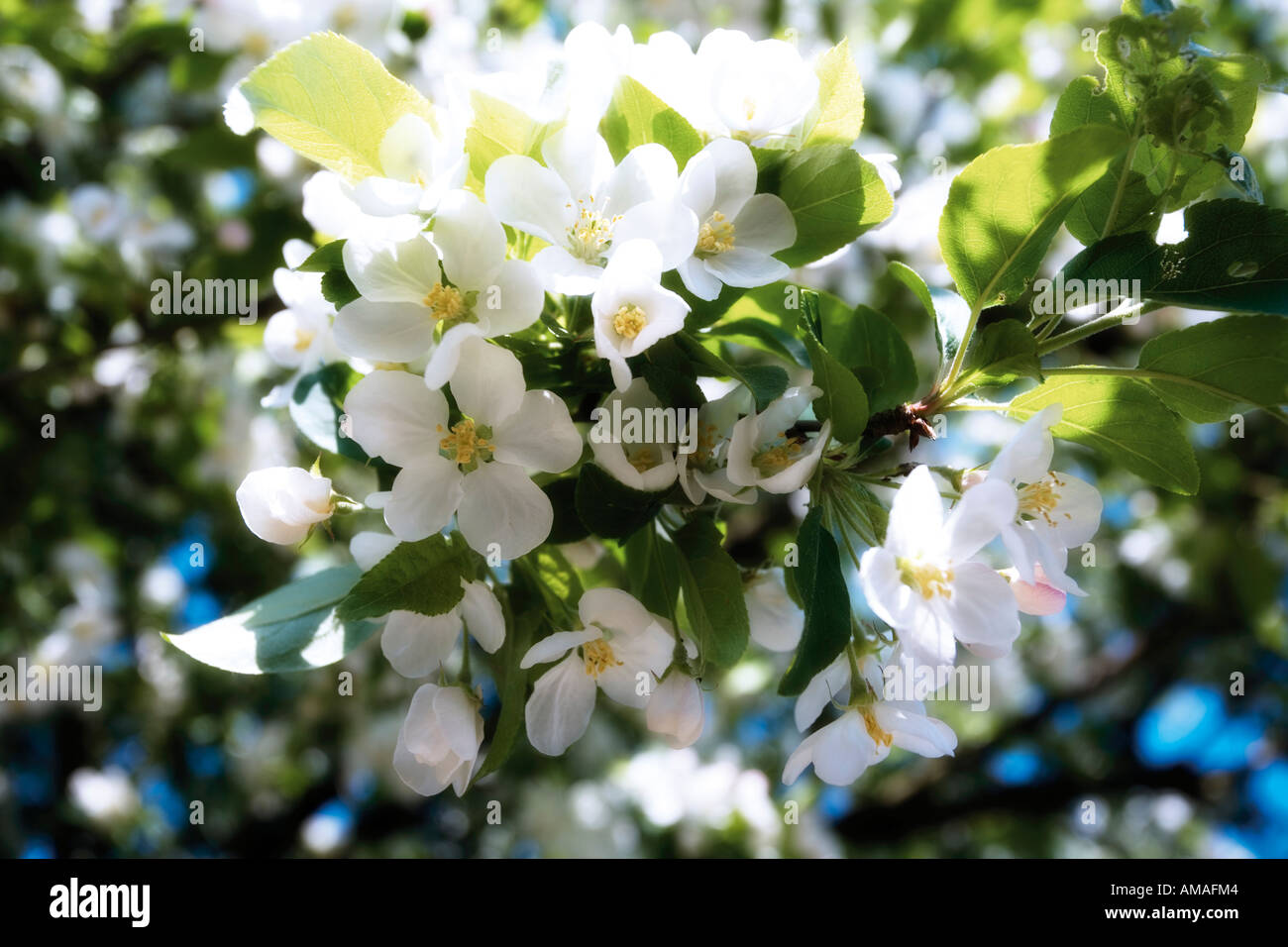 Fiore di melo Foto Stock