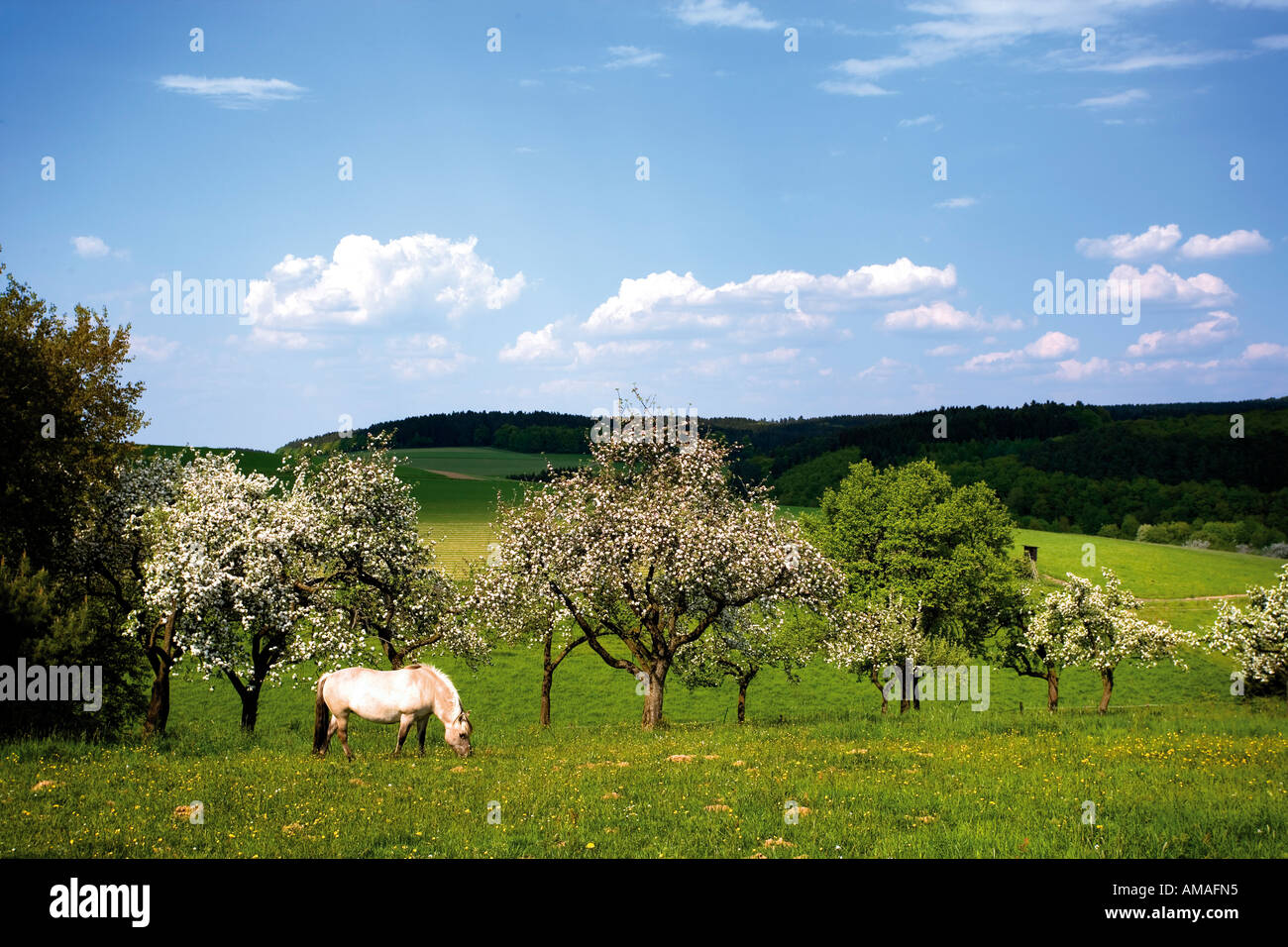 Cavalli al pascolo nei campi di frutta Foto Stock