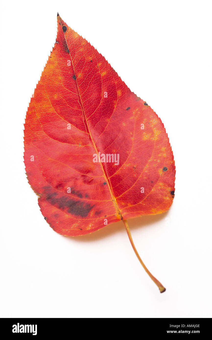 Cherry Plum, prunus cerasifera nigra Foto Stock