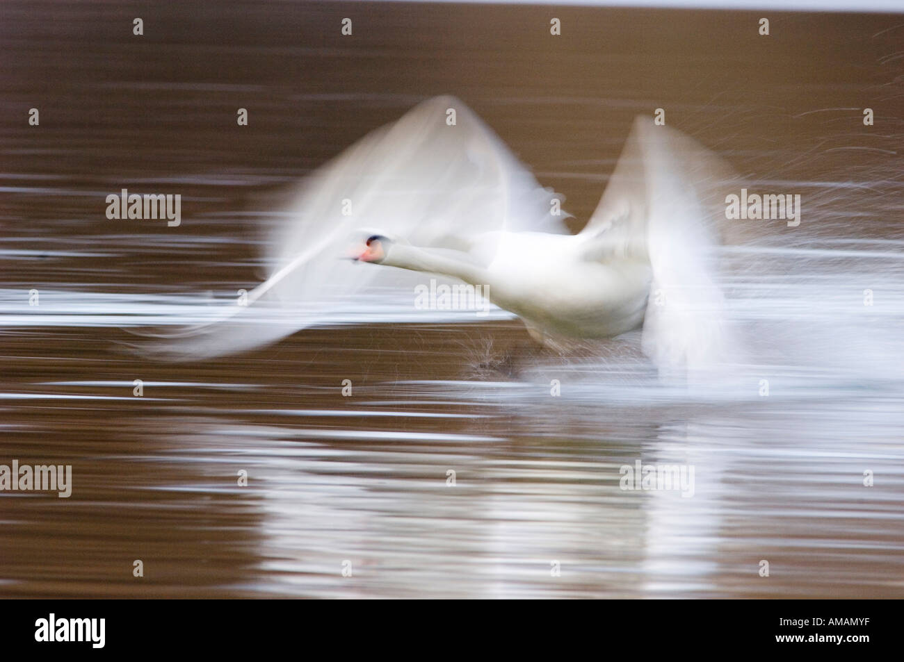 Cigno volare sull'acqua, movimento sfocato Foto Stock