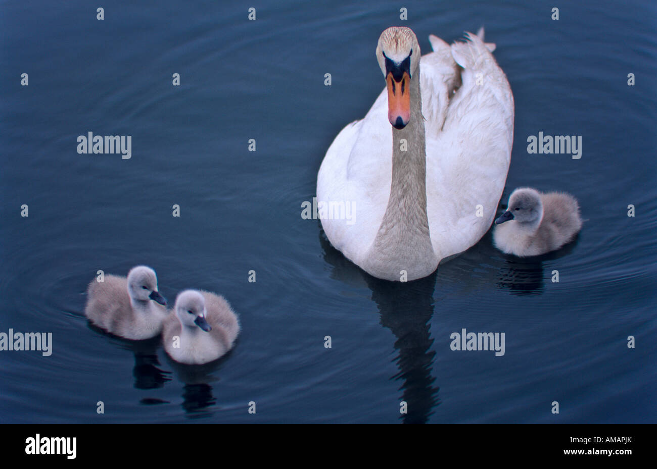 Mute (White Swan e cygnets Foto Stock