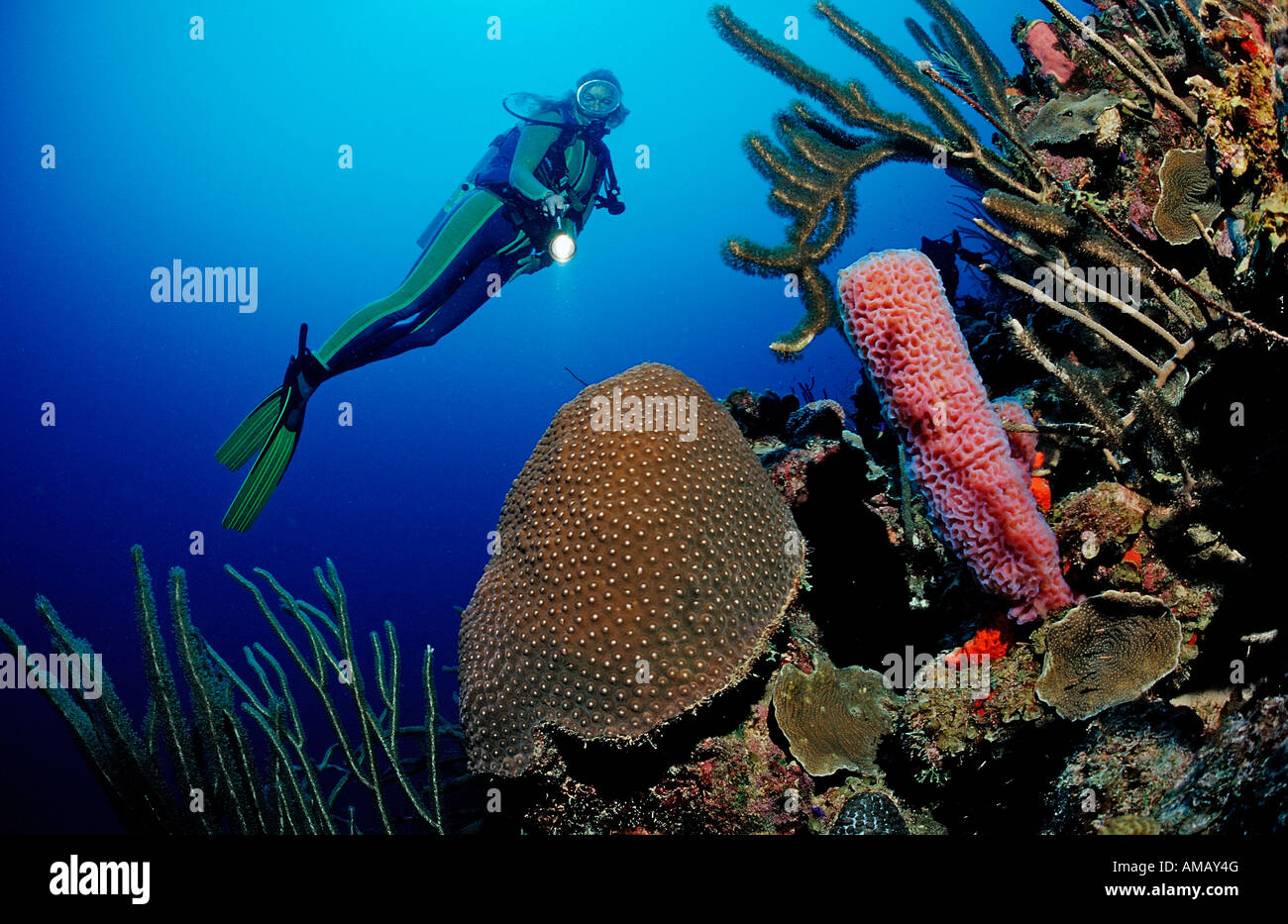 Scuba Diver e barriera corallina Dominica French West Indies Mar dei Caraibi Foto Stock