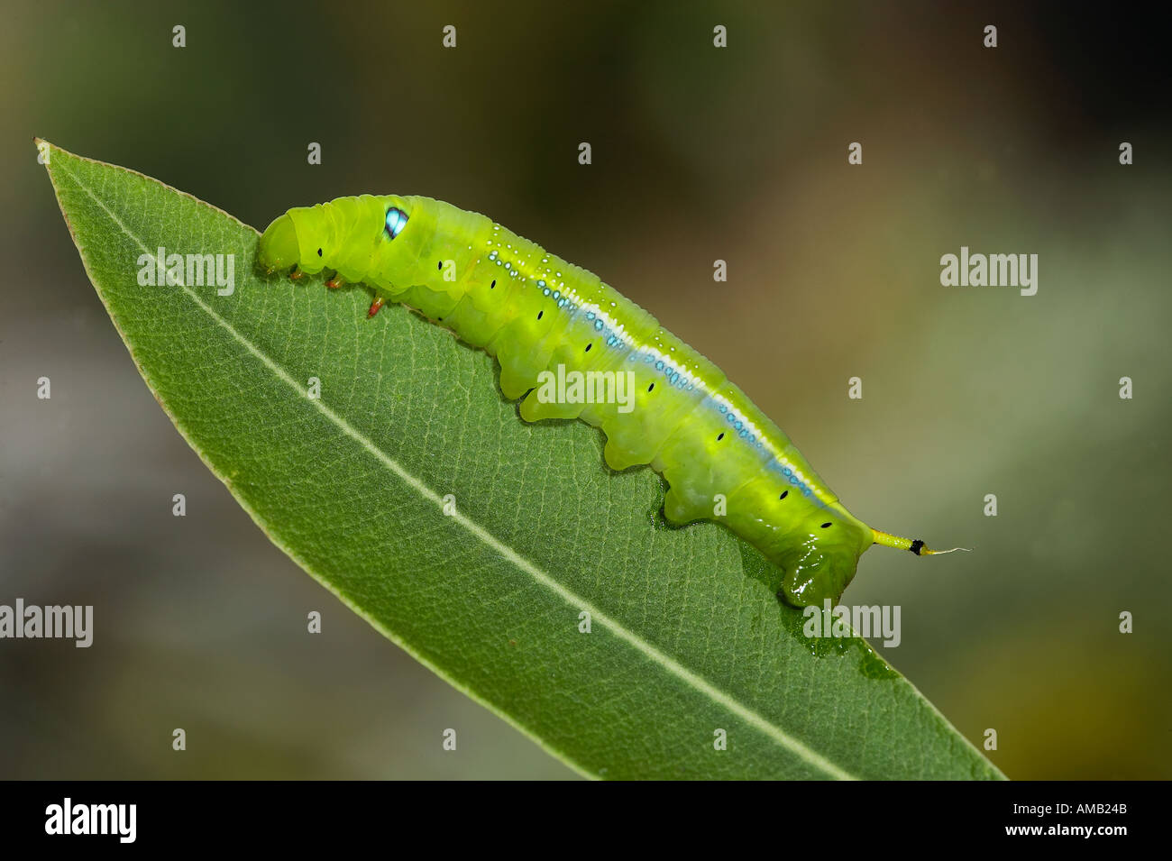 Oleandro Hawkmoth Daphnis nerii larve alimentare sulla oleander Foto Stock