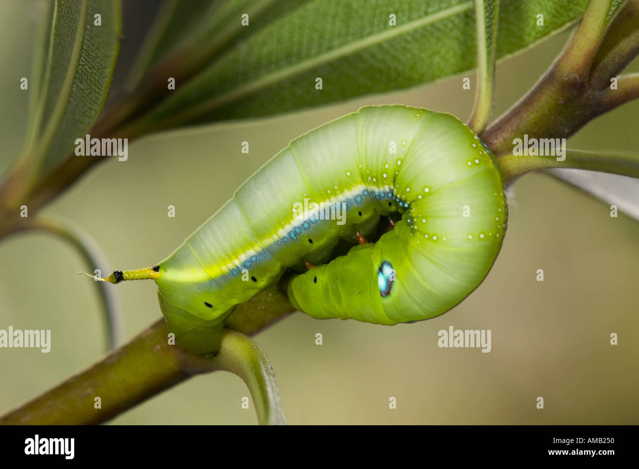 Oleandro Hawkmoth Daphnis nerii larve alimentare sulla oleander Foto Stock