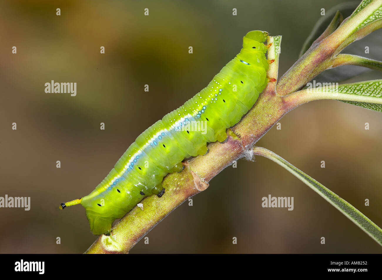 Oleandro Hawkmoth Daphnis nerii larva Foto Stock