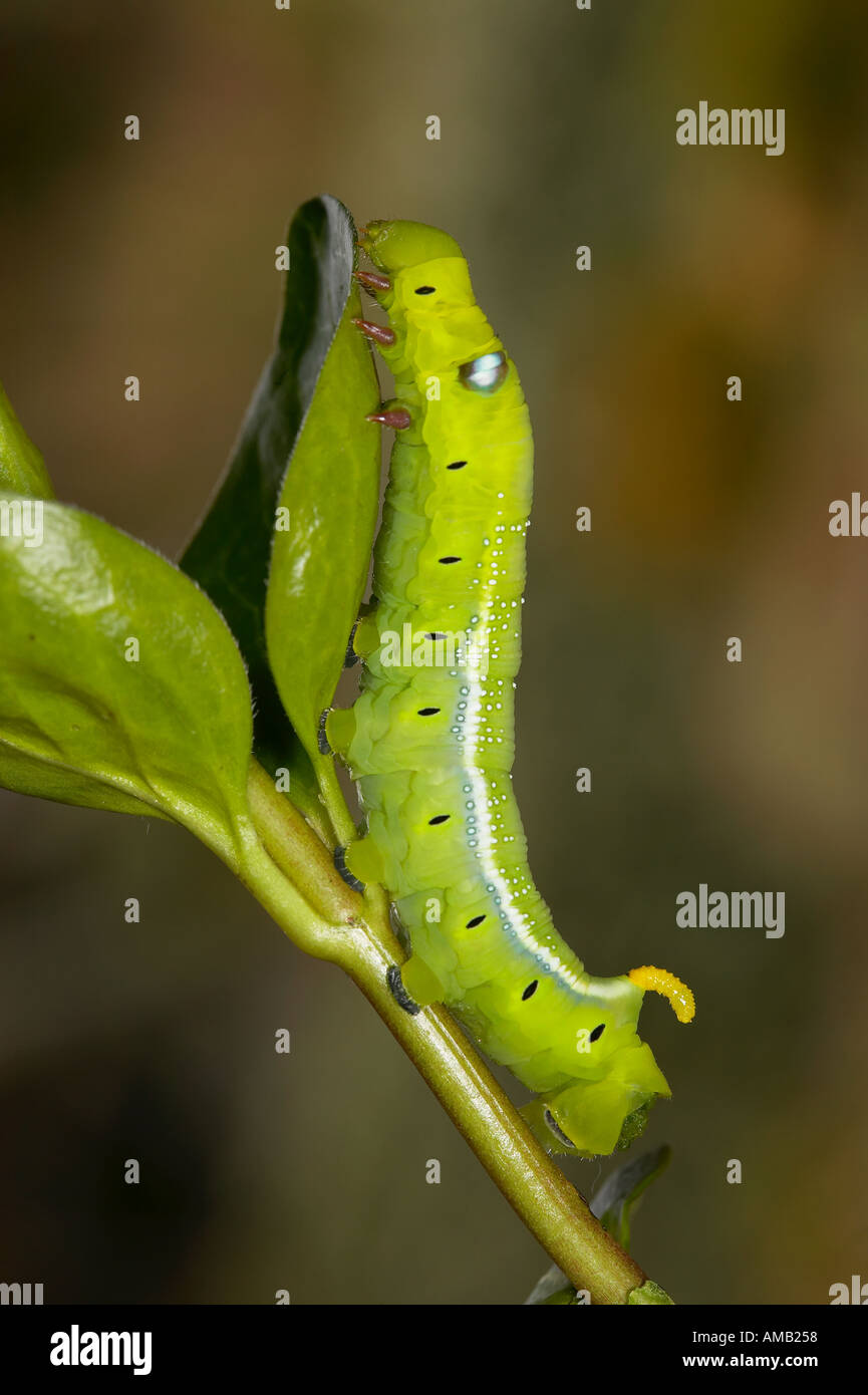 Oleandro Hawkmoth Daphnis nerii larve alimentare sulla oleander Foto Stock