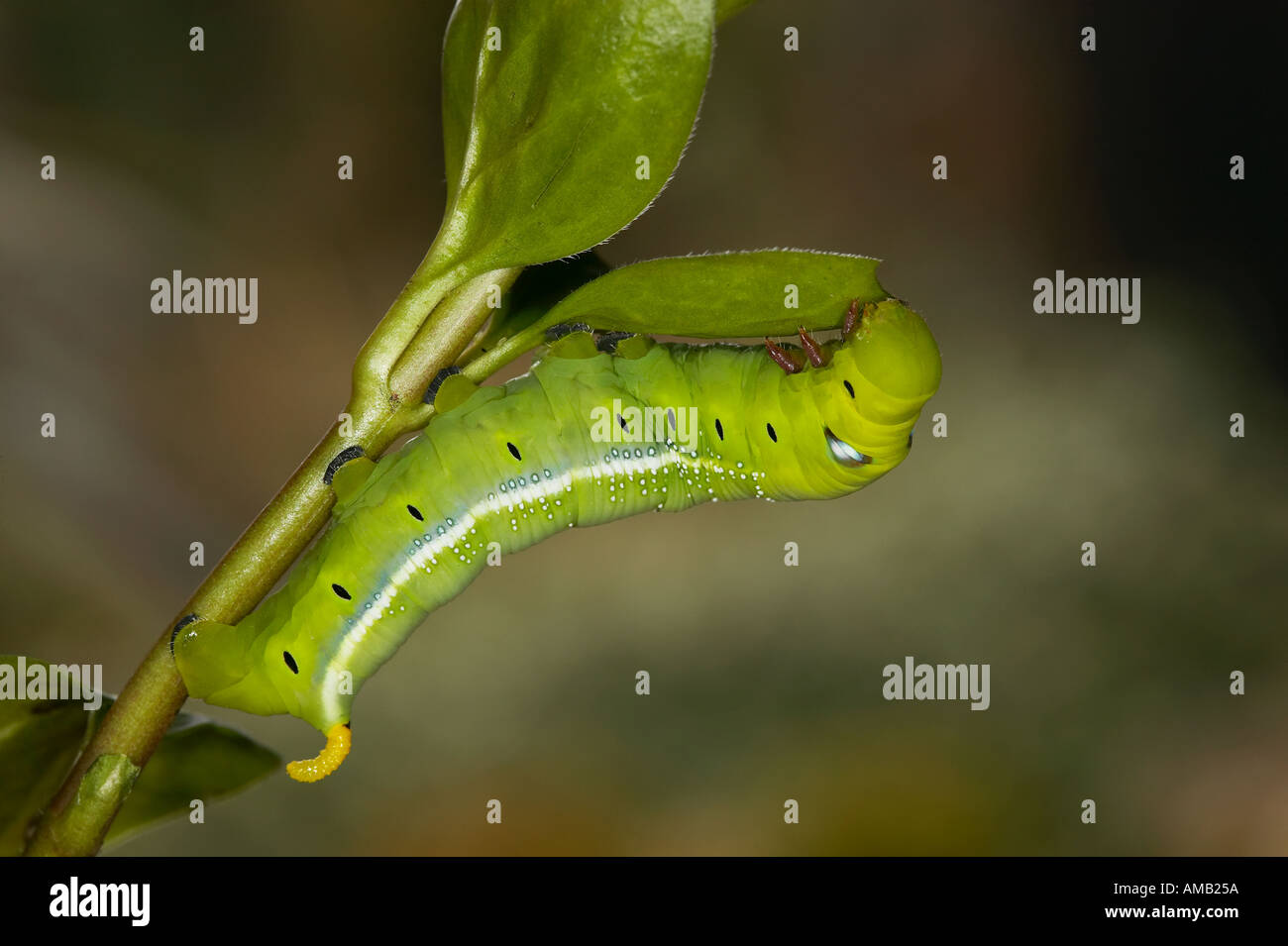Oleandro Hawkmoth Daphnis nerii larve alimentare sulla oleander Foto Stock