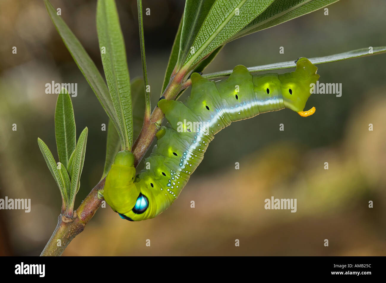 Oleandro Hawkmoth Daphnis nerii larve alimentare sulla oleander Foto Stock