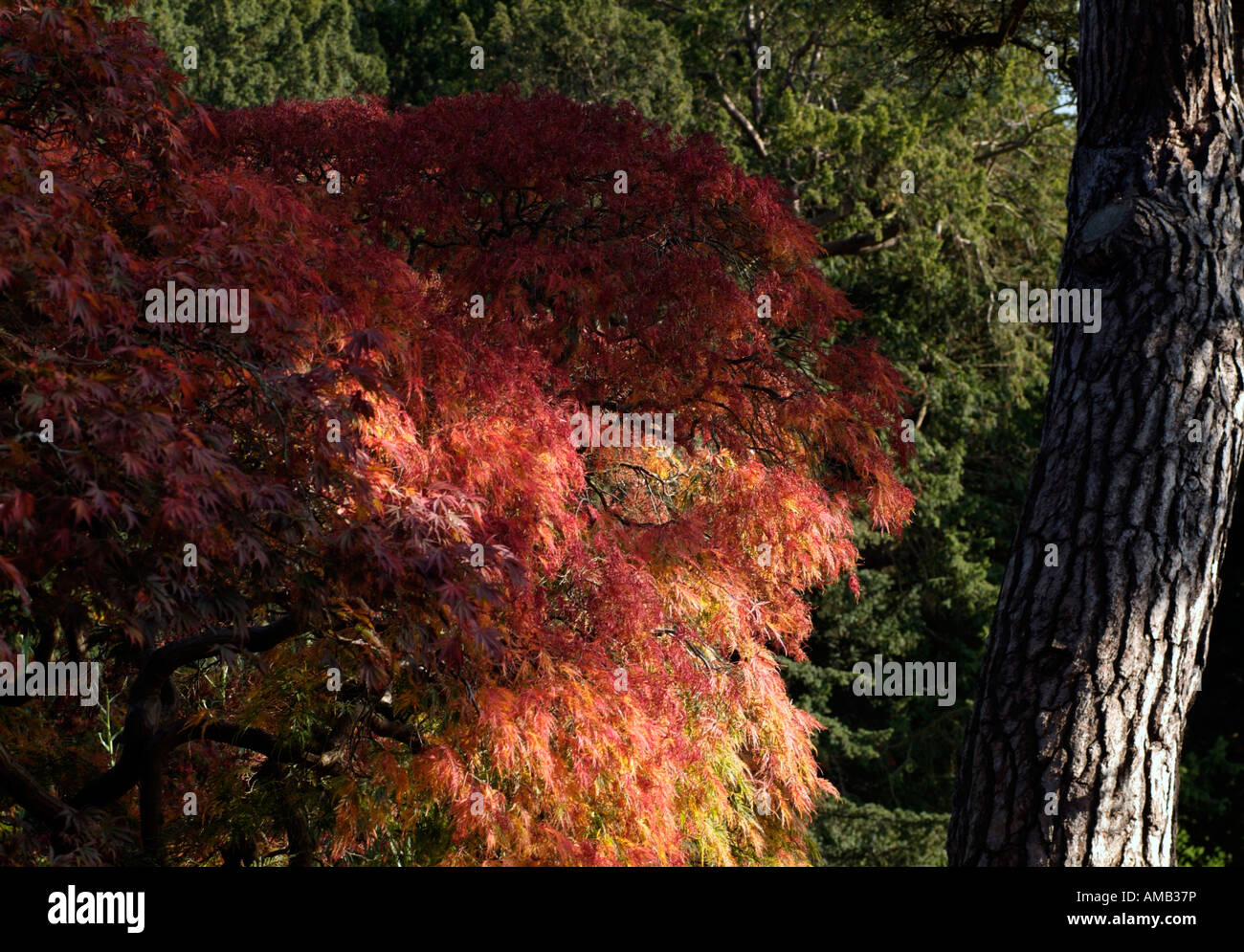 Una forte luce del sole splendente sidelighting foglie di un acer palmatum con un tronco di pino a destra Foto Stock