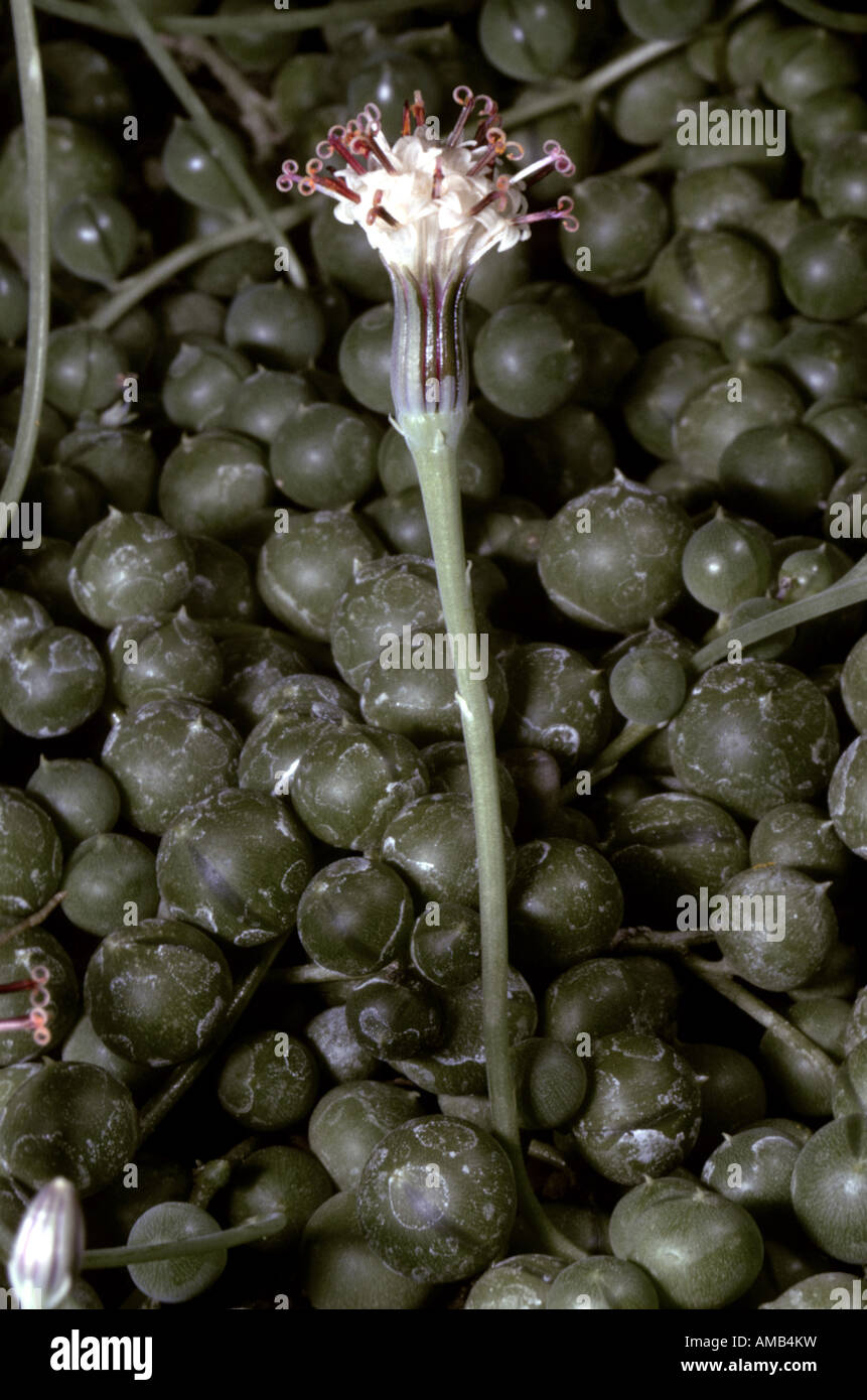 Ribes, stringa di perle, stringa-di-perle. String-di-marmi, stringa-di-Piselli (Senecio rowleyanus), fioritura Foto Stock