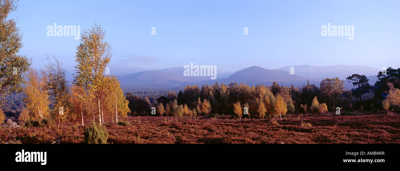 In autunno le riprese panoramiche del Rothiemurchus Estate, Aviemore Foto Stock