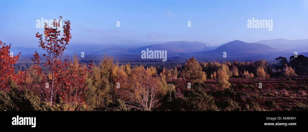 In autunno le riprese panoramiche del Rothiemurchus Estate, Aviemore Foto Stock