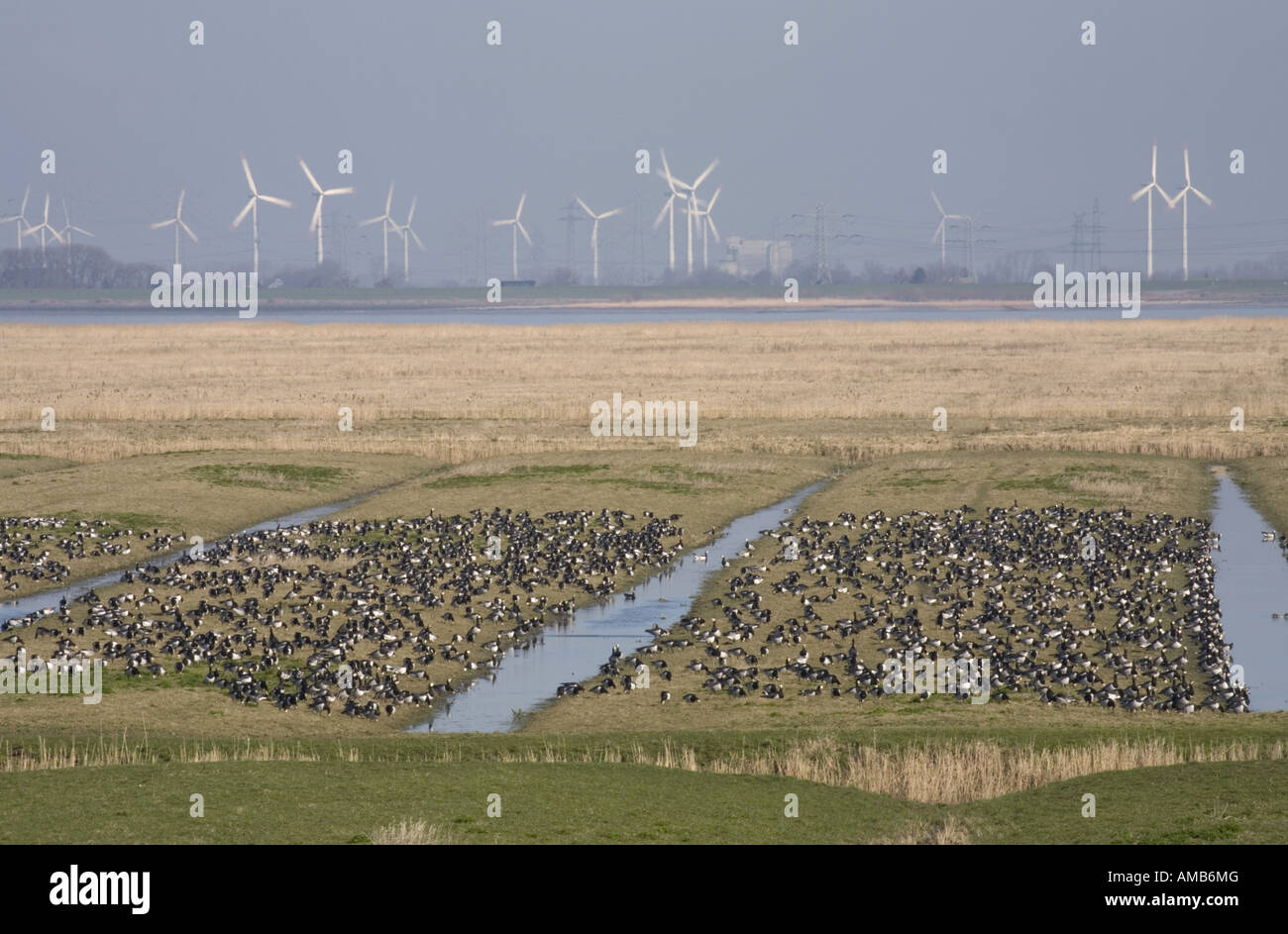 Barnacle goose (Branta leucopsis), seduta gregge, Germania, Bassa Sassonia, Oberelbe Foto Stock