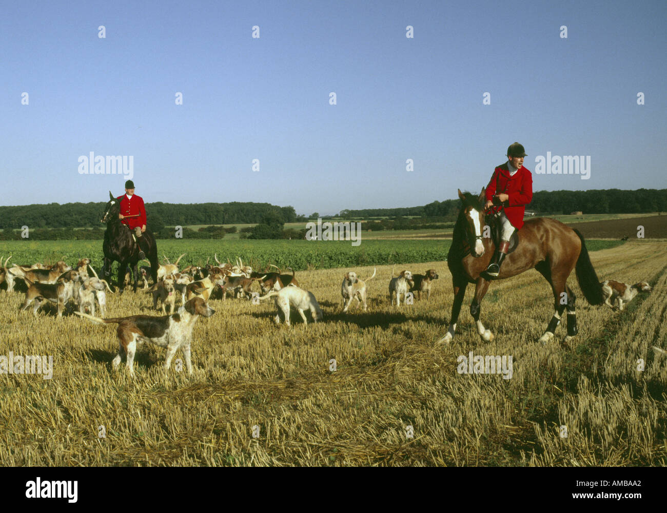 Lincolnshire alla caccia alla volpe con il Sud Wold hounds in un campo di stoppie NE DEL PAESE Foto Stock