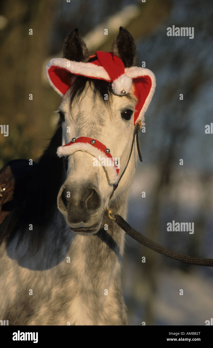 Cavalli domestici (Equus caballus) abbigliati con Babbo Natale cap Foto Stock