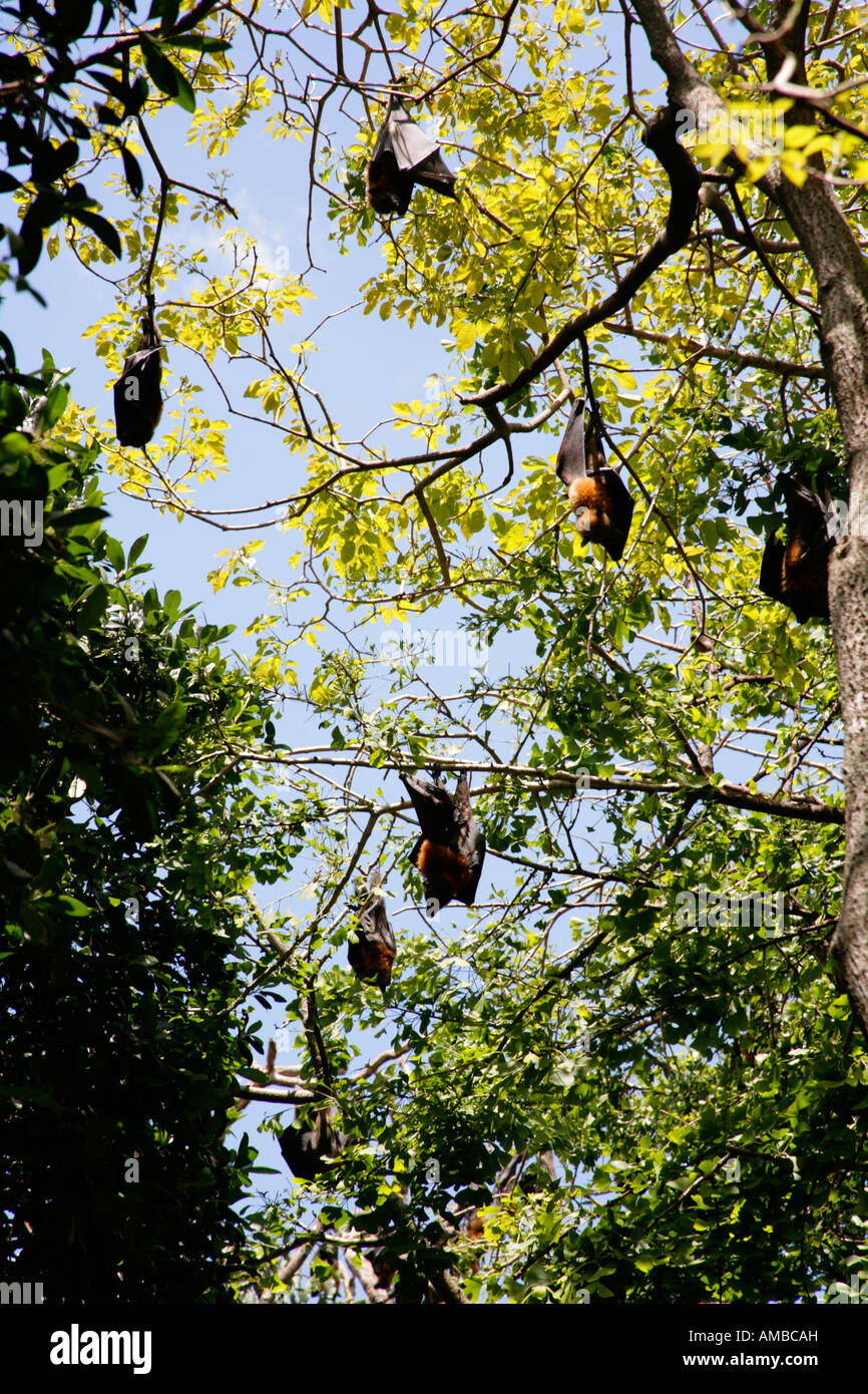 Australian Canuti volpi volanti, Pteropus poliocephalus, sono ' appollaiati in albero nelle ore diurne. Foto Stock