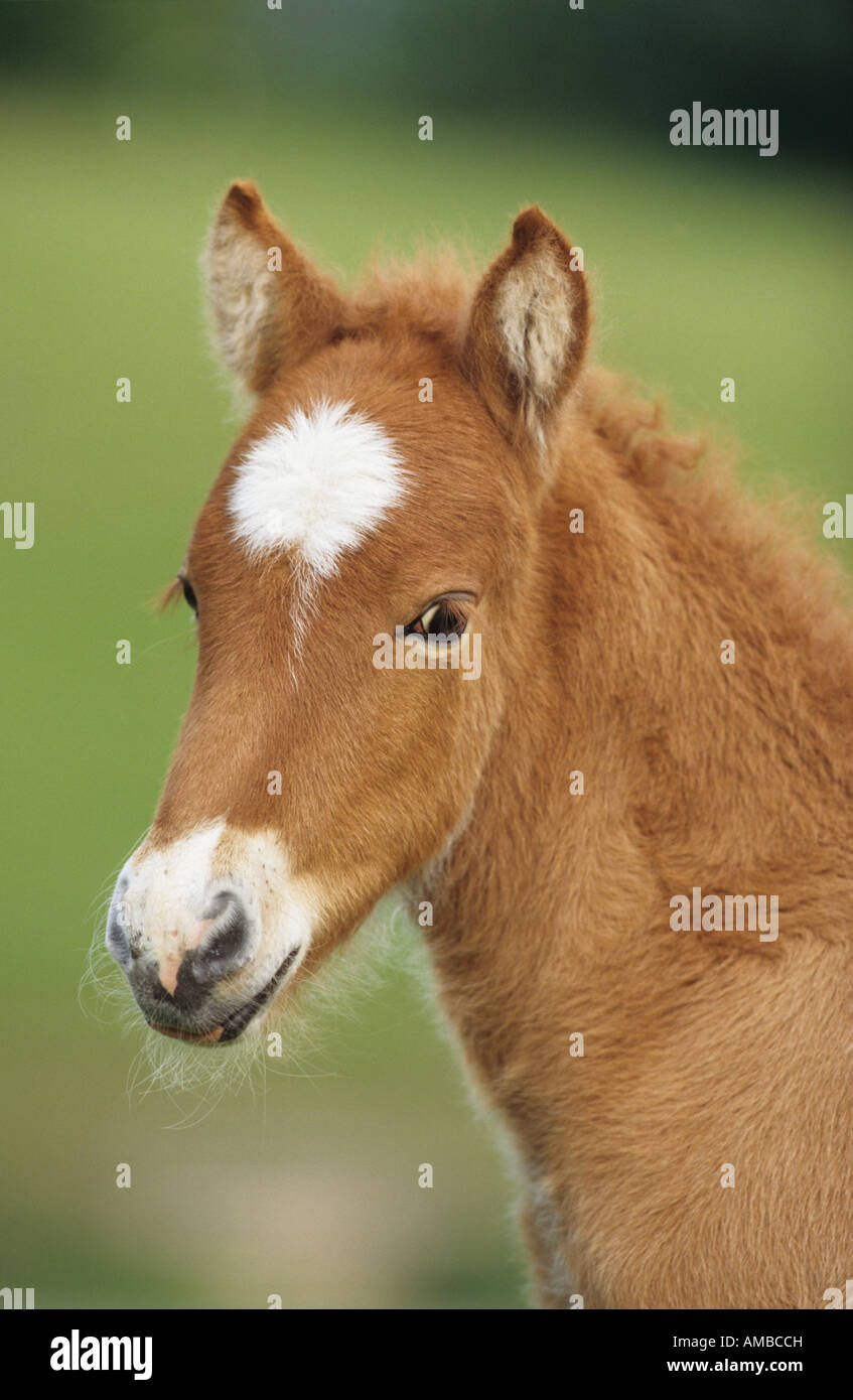 Cavallo islandese (Equus caballus), puledro ritratto Foto Stock