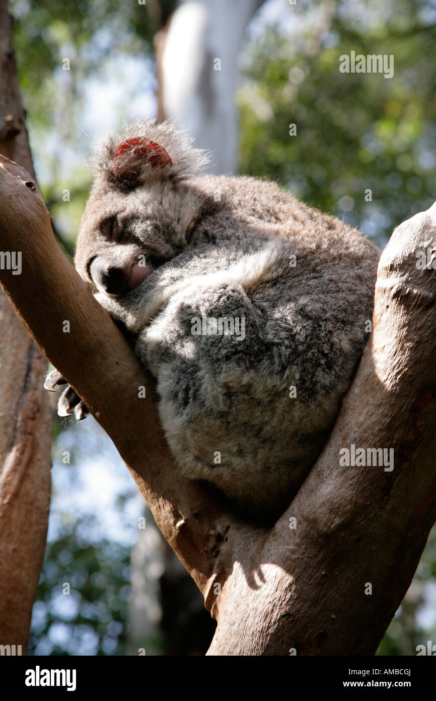 Il Koala, Phascolarctos cinereus, dormendo in eucalipto. Foto Stock