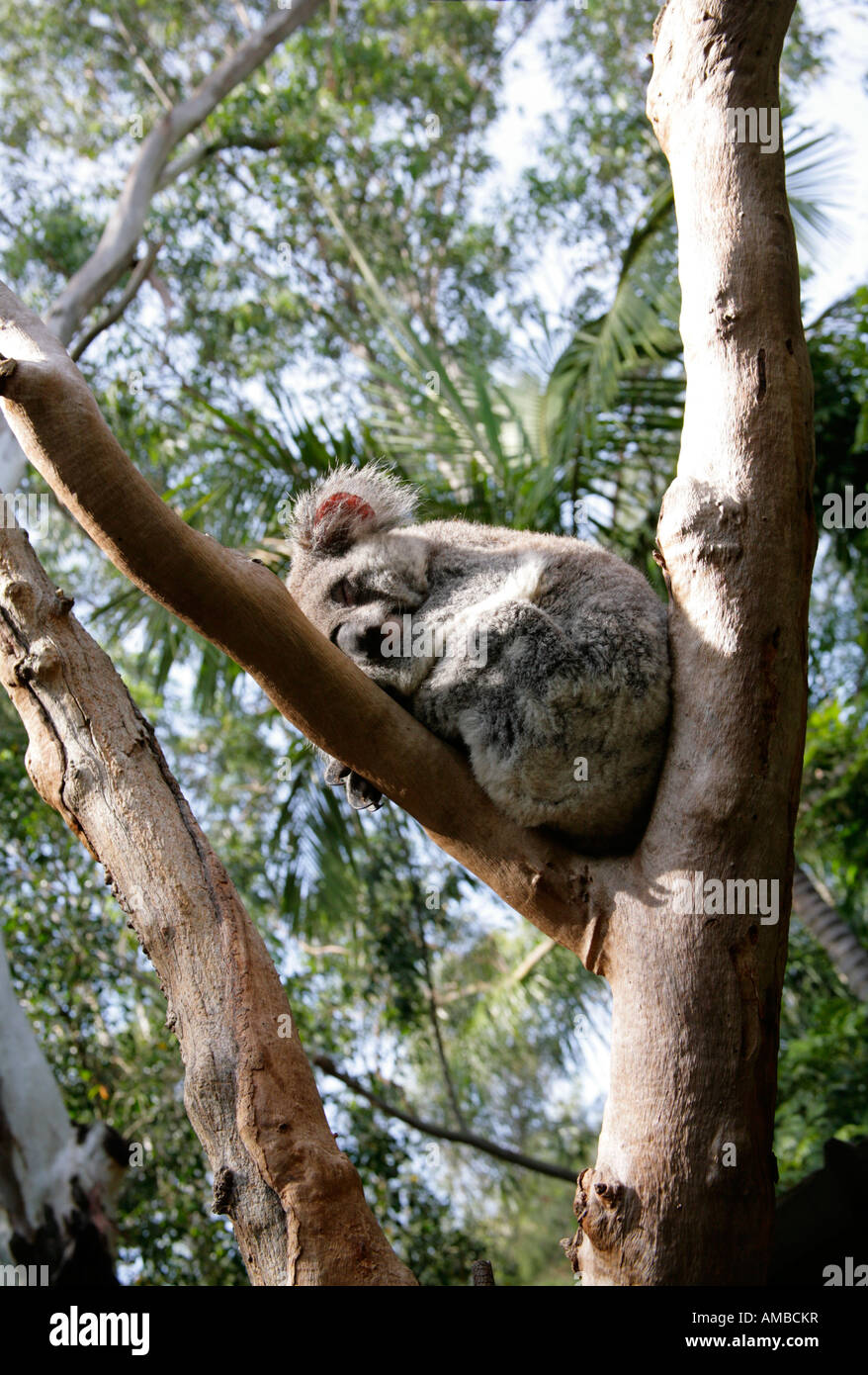 Il Koala, Phascolarctos cinereus, dormendo in eucalipto. Foto Stock