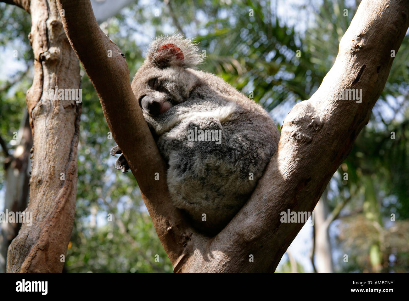Il Koala, Phascolarctos cinereus, dormendo in eucalipto. Foto Stock