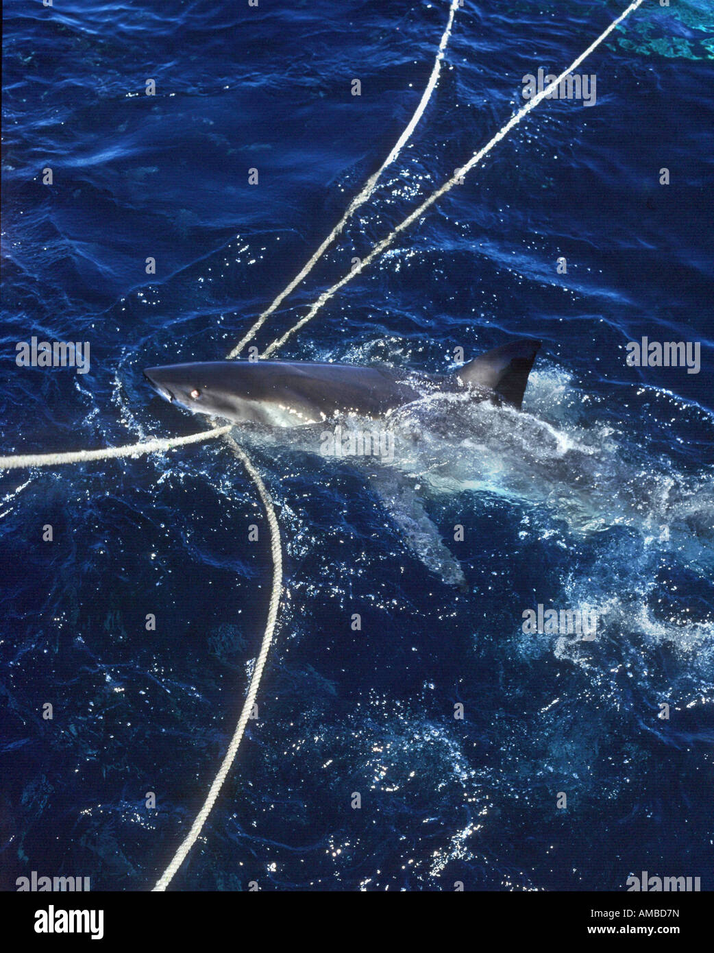 Il grande squalo bianco (Carcharodon carcharias, Carcharodon rondeletii), alimentazione da una nave, Australia, Adelaide, Neptun Isola Foto Stock