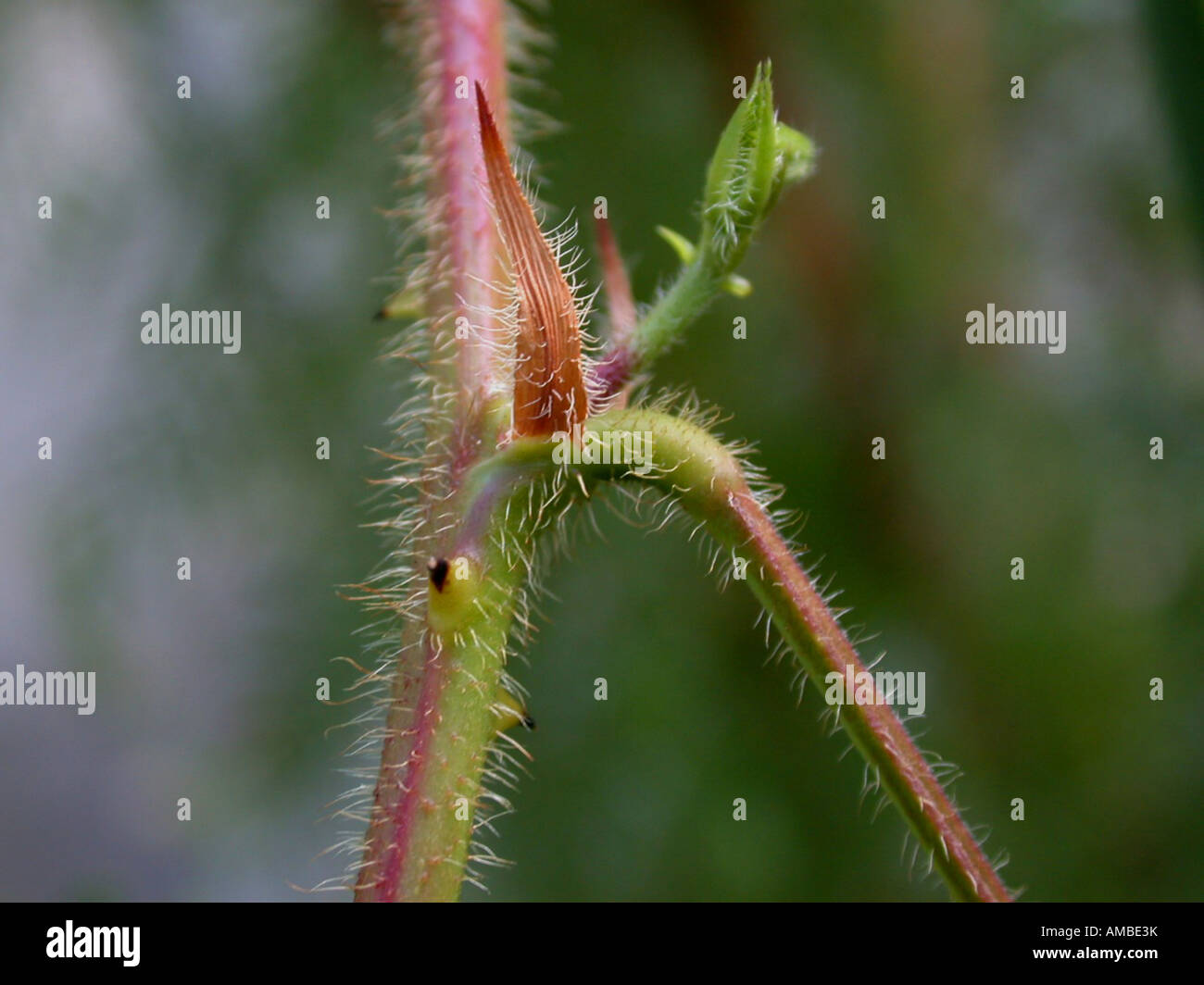 Impianto sensibili, touch-me-non (Mimosa pudica), leaf link Foto Stock