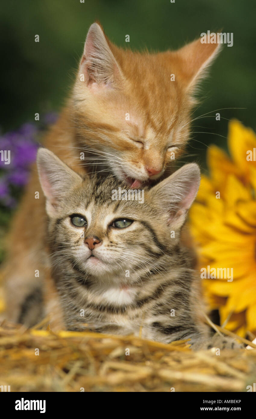 Il gatto domestico (felis catus, Felis silvestris). Due gattino sulla paglia con uno leccare la testa di altri Foto Stock