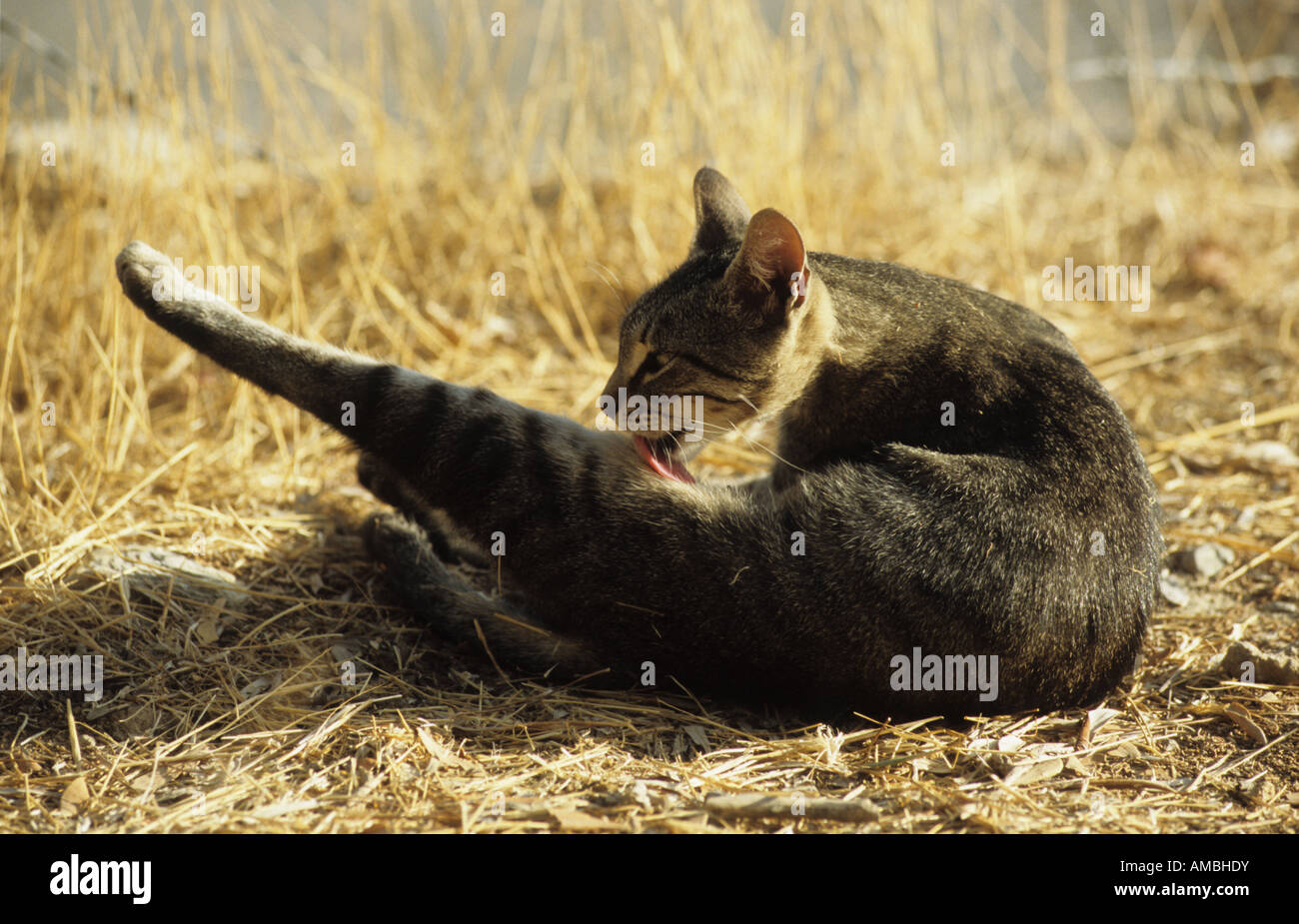 Il gatto domestico (felis catus, Felis silvestris), toelettatura Foto Stock