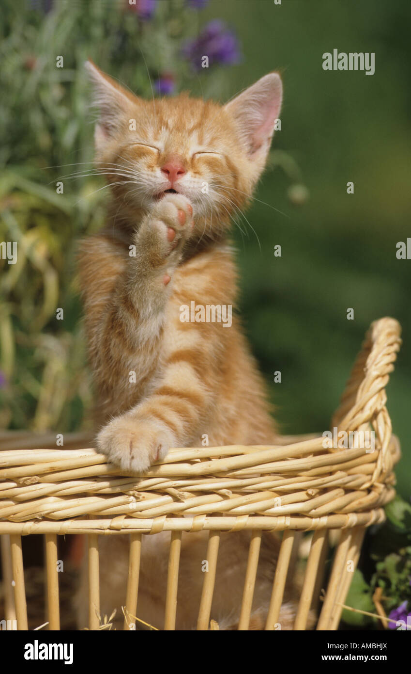 Il gatto domestico (felis catus, Felis silvestris), gattino nel cestello leccare la sua zampata Foto Stock