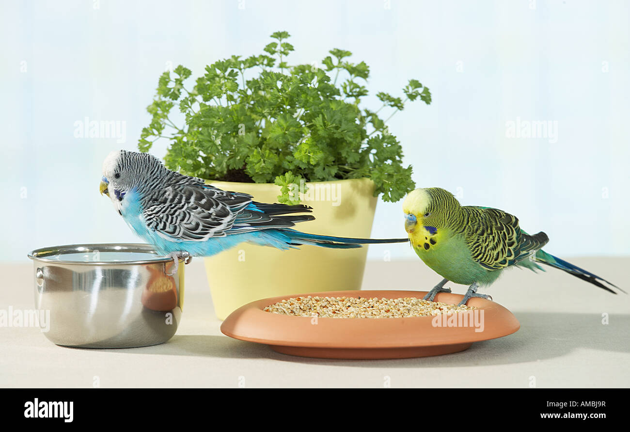Budgerigar, Budgie (Melopsittacus undulatus). Due maschi con acqua e cibo piatto e prezzemolo Foto Stock