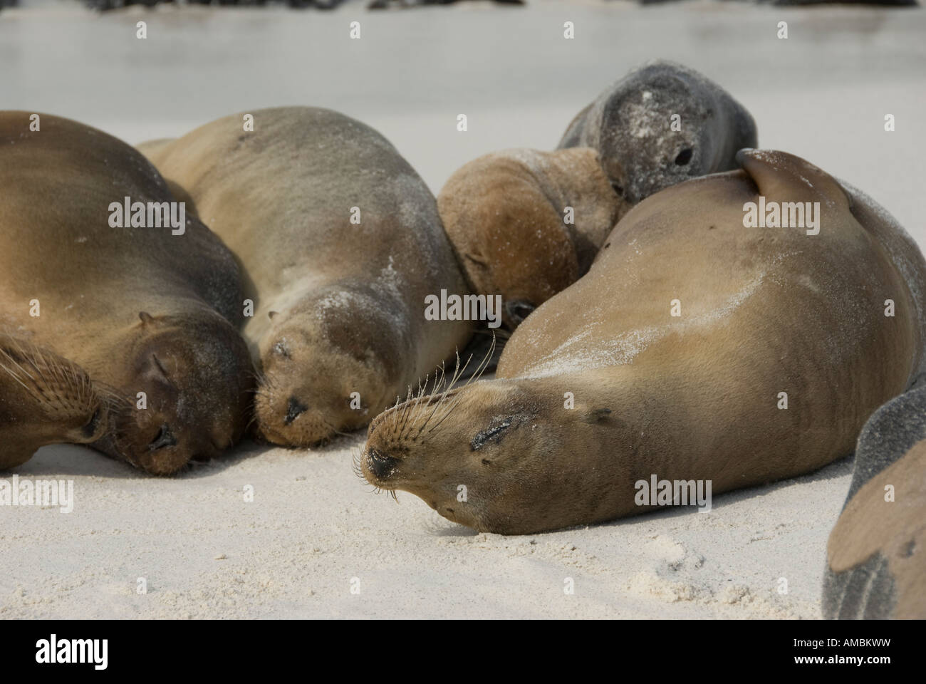 Le Galapagos Sea Lion (Zalophus californianus) prendere il sole sulla spiaggia. Galapagos, Ecuador. Foto Stock