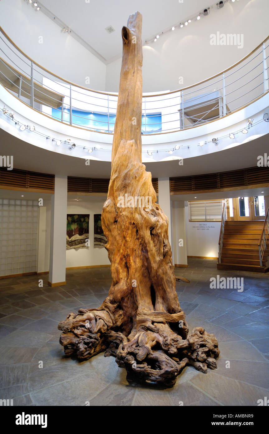 Bogwood albero a Ceide Fields sito neolitico, vicino a Ballycastle, County Mayo, Irlanda Foto Stock